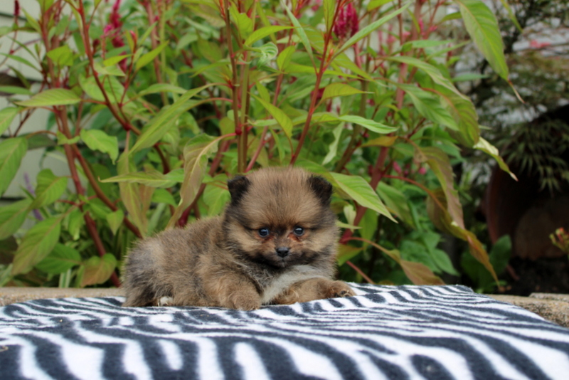 puppy, for, sale, Pomeranian, Matthew B. Stoltzfus, dog, breeder, Gap, PA, dog-breeder, puppy-for-sale, forsale, nearby, find, puppyfind, locator, puppylocator, aca